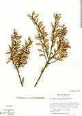 Vaccinium consanguineum
